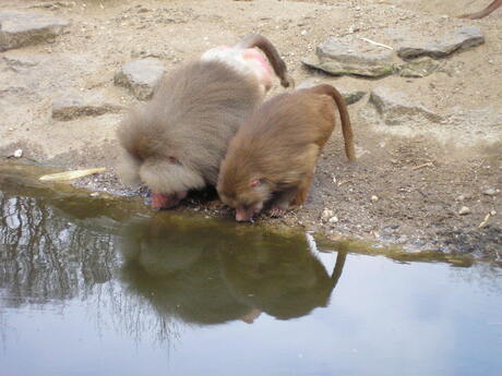 water drinkende bavianen