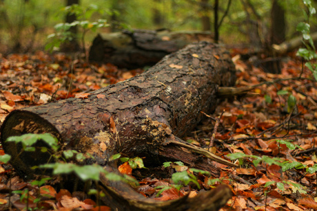 Autumn in the forrest