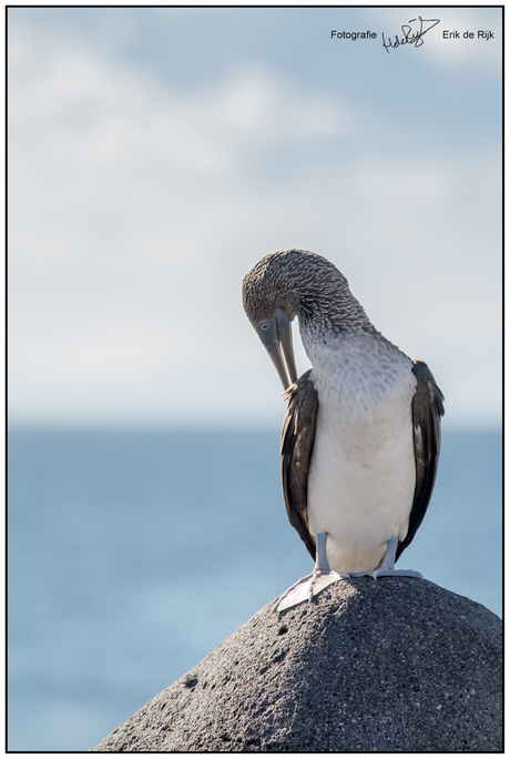 Blauwvoet gent op de Galápagos.