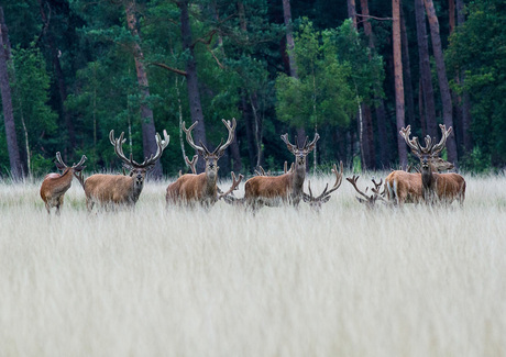 Veluwe H 19 094