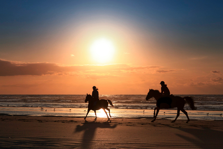 Horses @ sunset