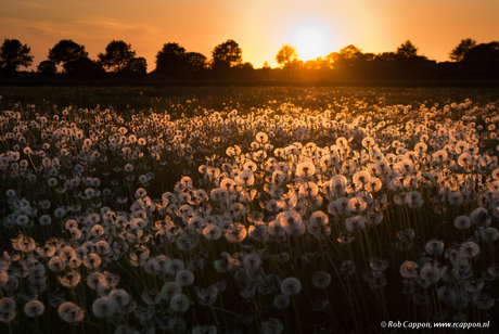 Veld met paardenbloemen