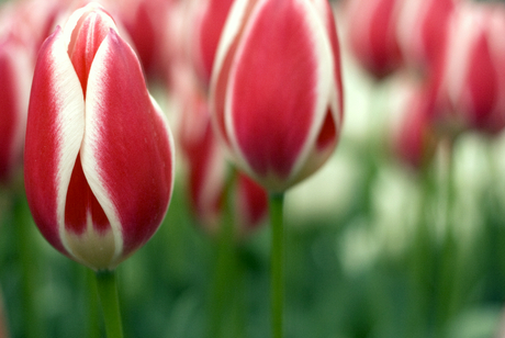 Keukenhof!