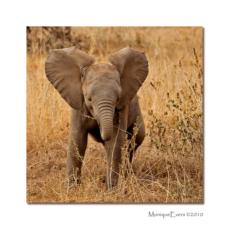 Baby Elephant - Amboseli NP - 2