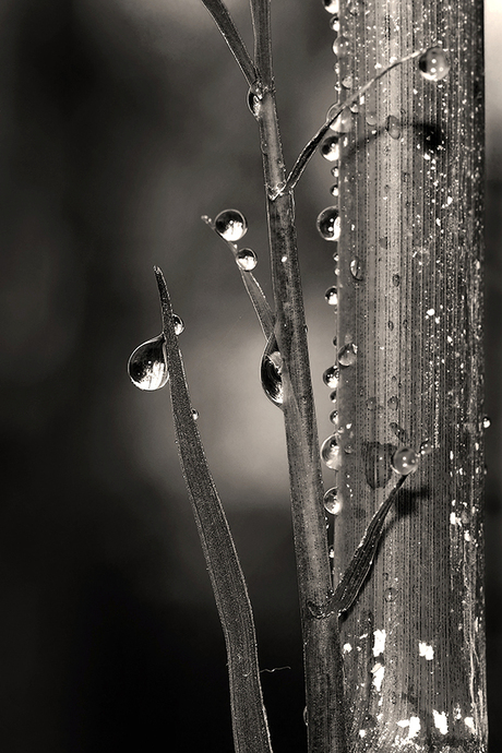 Bamboe in de regen