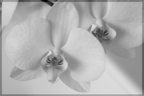 orchidee in black and white