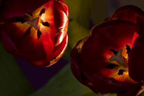 Paarse tulpen