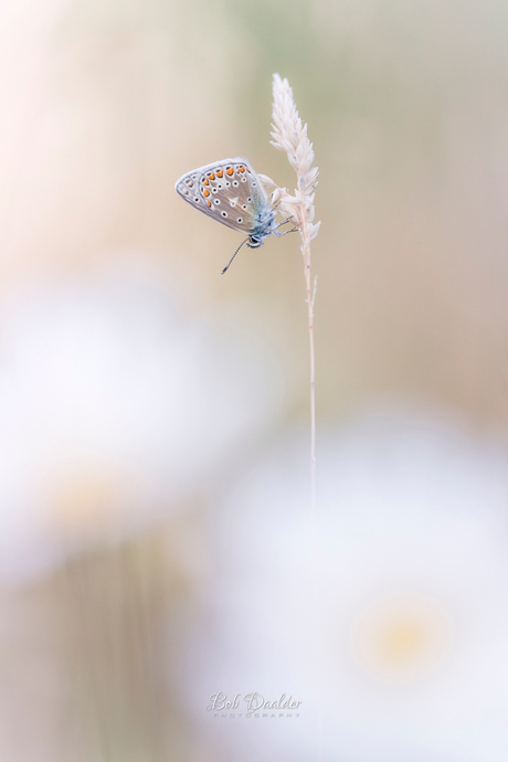 Dreamy Butterfly