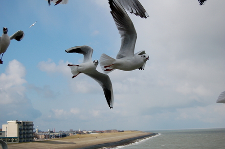 Dieren boven zee