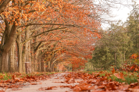 herfstkleur