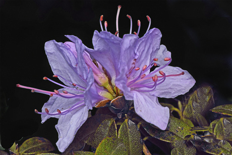 Azalea