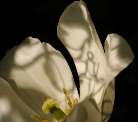 Tulp met schaduw van zittende vrouw
