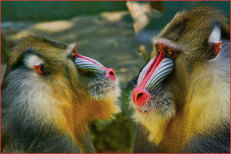 mandrillen.........................