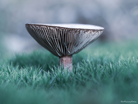 Melkzwam tussen Haarmos