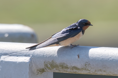 Boerenzwaluw