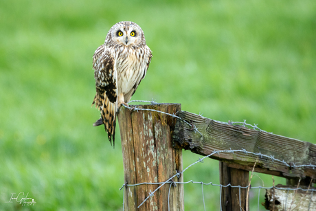 Uil in het veld.