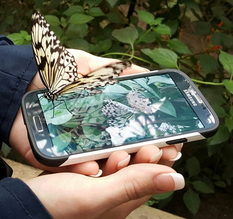 Vlinder geland op een telefoon. 