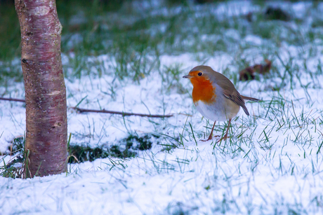 Roodborst