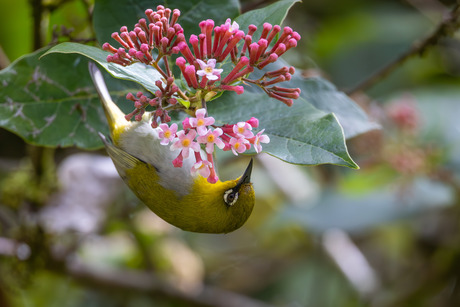 Indische brilvogel