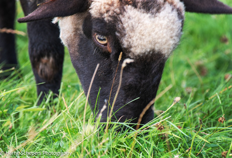 Schaap eet gras