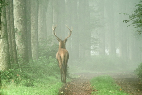Wandellen in mist.