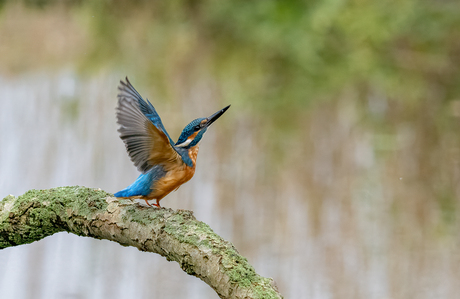 Opvliegende ijsvogel
