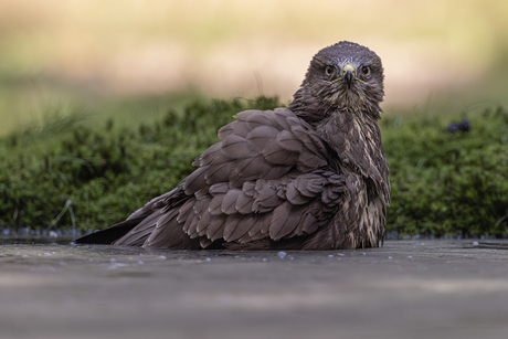 Badderende buizerd