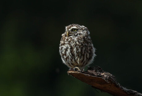 schijn een lichie..............