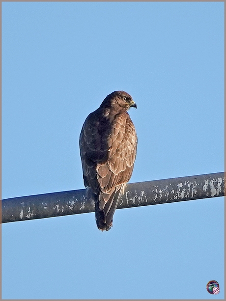 Buizerd …