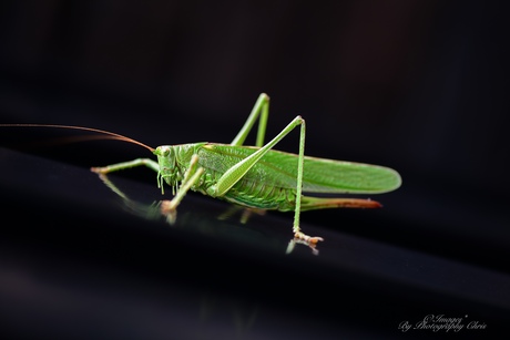  Grote groene sabelsprinkhaan  