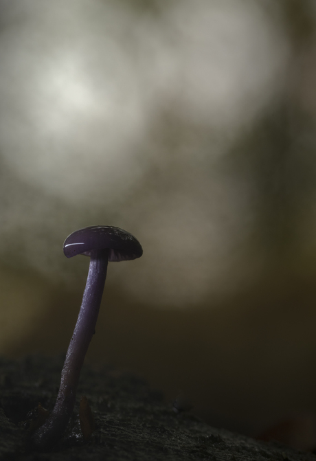 Alleen op een sombere dag