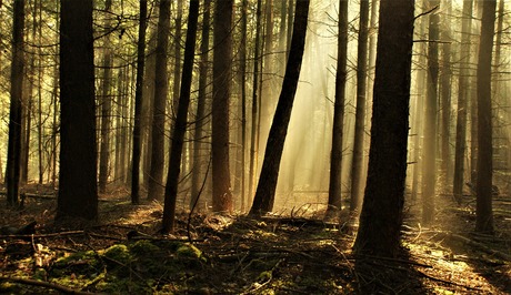 Zon en nevel in het bos