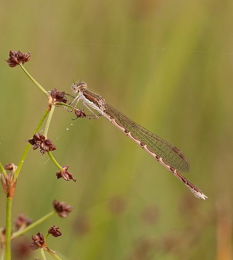 Bruine winterjuffer.