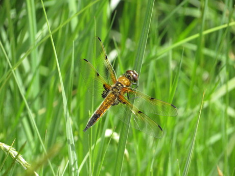 Viervlek libelle