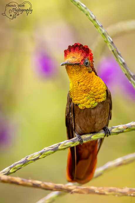 Prachtige Muskietkolibrie