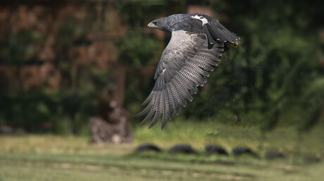 Grijzearendbuizerd.