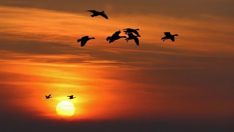 Ganzen bij zonsondergang