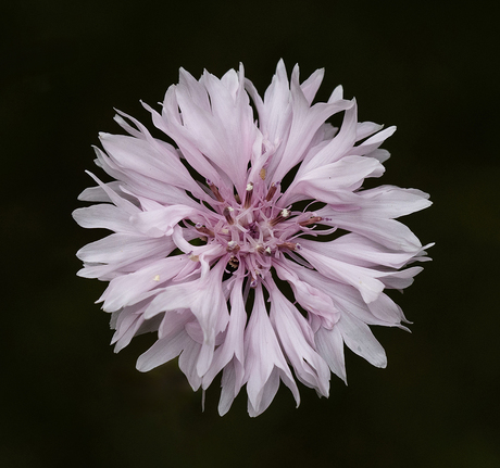 Korenbloem