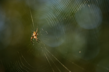 Spinnen en herfst