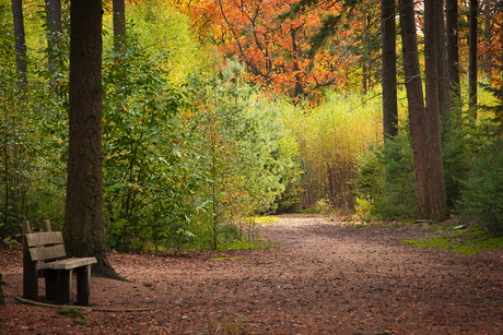Herfstbos