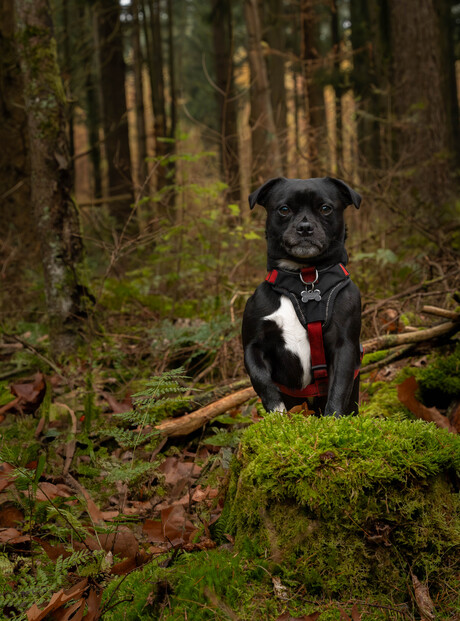 Huisdier in het bos