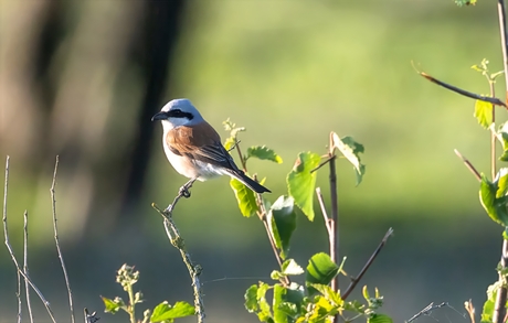Grauwe Klauwier in het gouden uur 