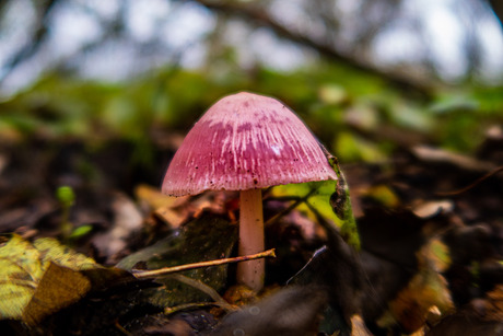 Paddenstoelen in Meijendel