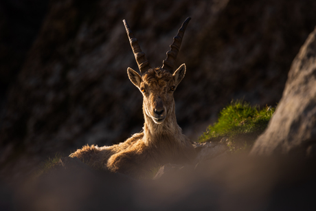 Steenbok