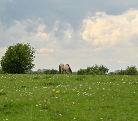 landschap met Koniks paard