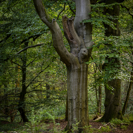 in het bos