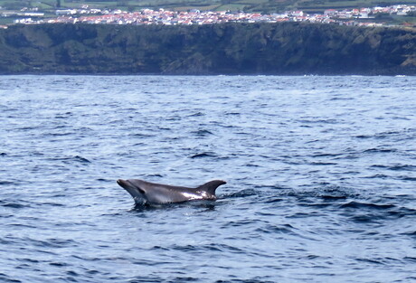 Dolfijn op de Azoren