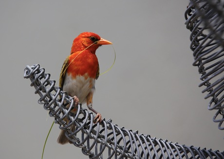 Red-headed weaver