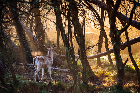 In het ochtend licht...