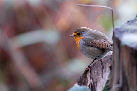 Roodborst